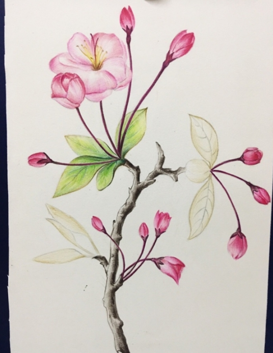 粉红色的海棠花彩铅画教程步骤