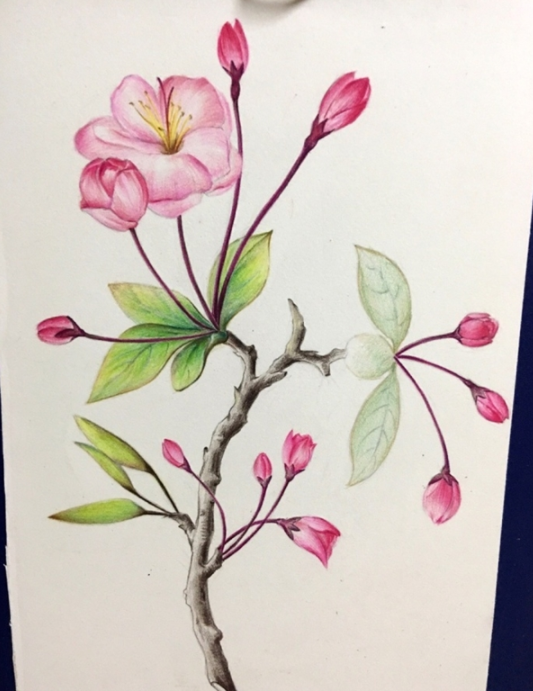 粉红色的海棠花彩铅画教程步骤