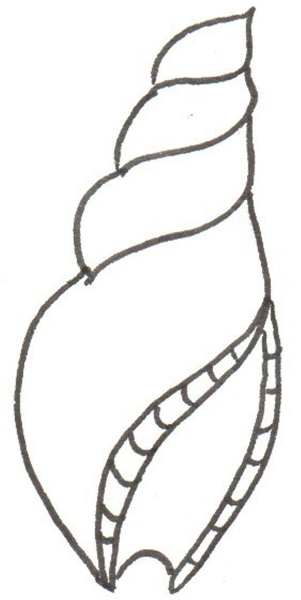 海螺的简笔画怎么画海螺的简笔画图片