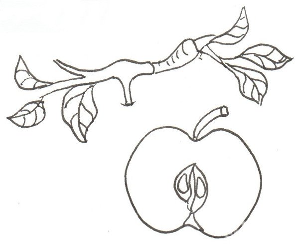 卡通画红苹果的简笔画绘画步骤五⑥给树枝涂上棕色,给叶子涂上绿色.