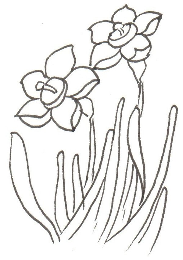 卡通画水仙花的简笔画绘画步骤五水仙全世界共有800多种,其中的10多种