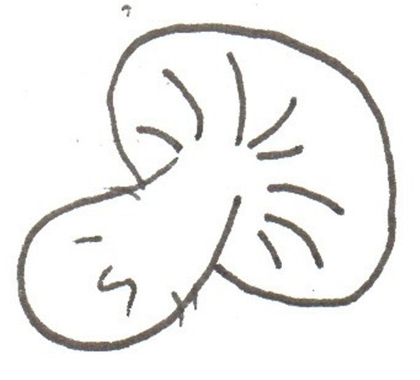 香菇的简笔画怎么画香菇的简笔画画法