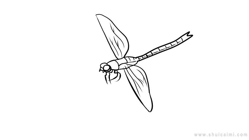 查找蜻蜓简笔画图片,画法和步骤,尽在水彩迷.