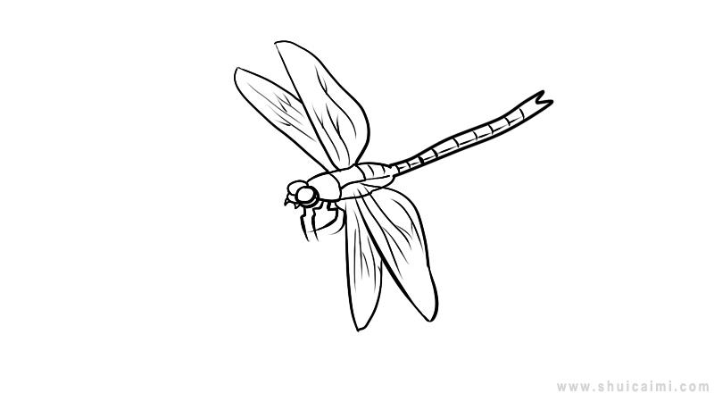 蜻蜓简笔画怎么画 蜻蜓简笔画顺序