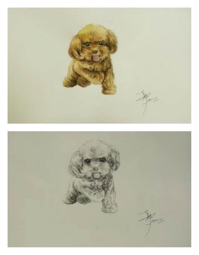 水彩画 4621 文章 9 评论 作者提供了水彩和素描两个版本的小狗,可爱