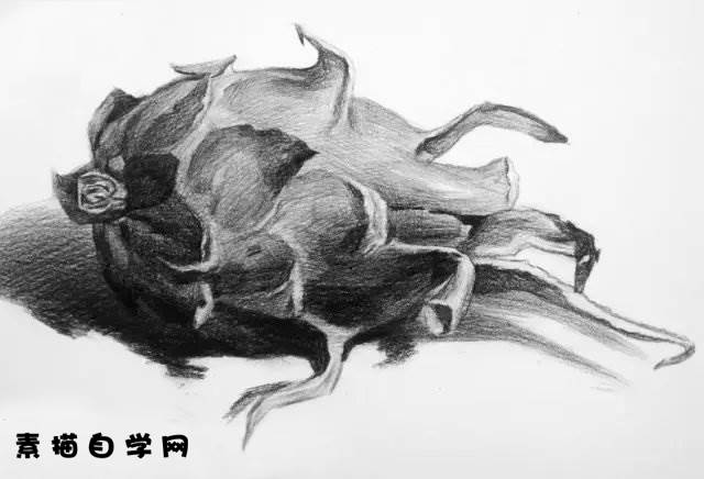 水果静物素描画–火龙果