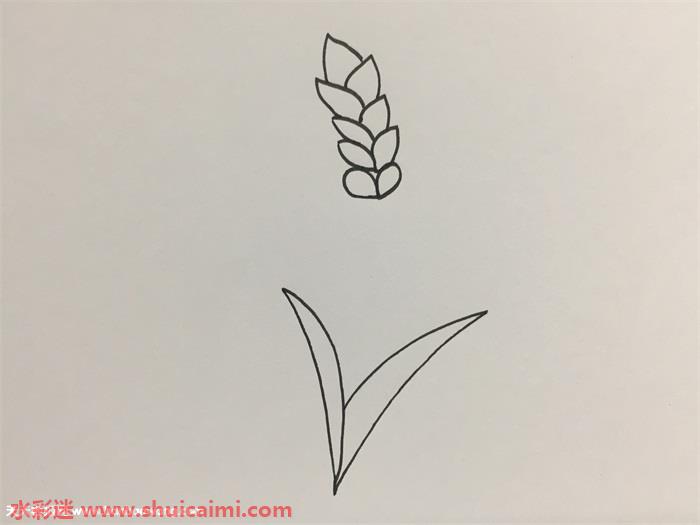 小麦怎么画小麦简笔画简单彩色