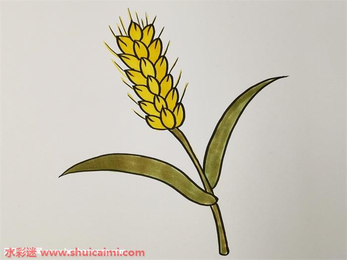 秋天成熟麦穗怎么画成熟的麦穗简笔画步骤教程