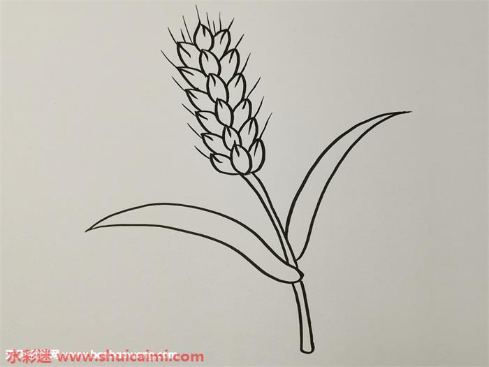 秋天成熟麦穗怎么画成熟的麦穗简笔画步骤教程