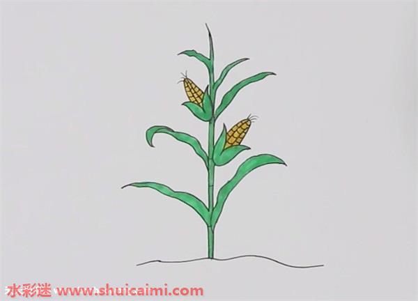 一棵玉米怎么画玉米简笔画彩色