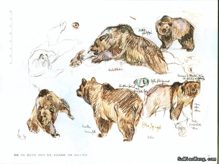 素描画棕熊幼熊作品欣赏