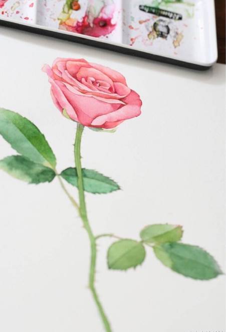 水彩画玫瑰花如何画玫瑰花