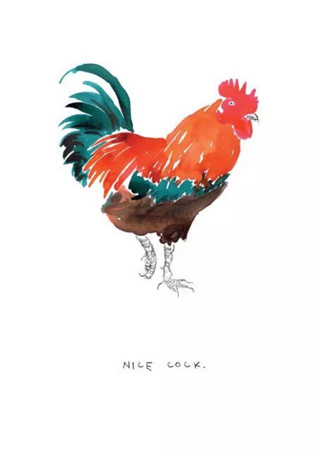 一组艳丽的公鸡水彩画作品(图)大公鸡水彩手绘画素材图片水彩的公鸡