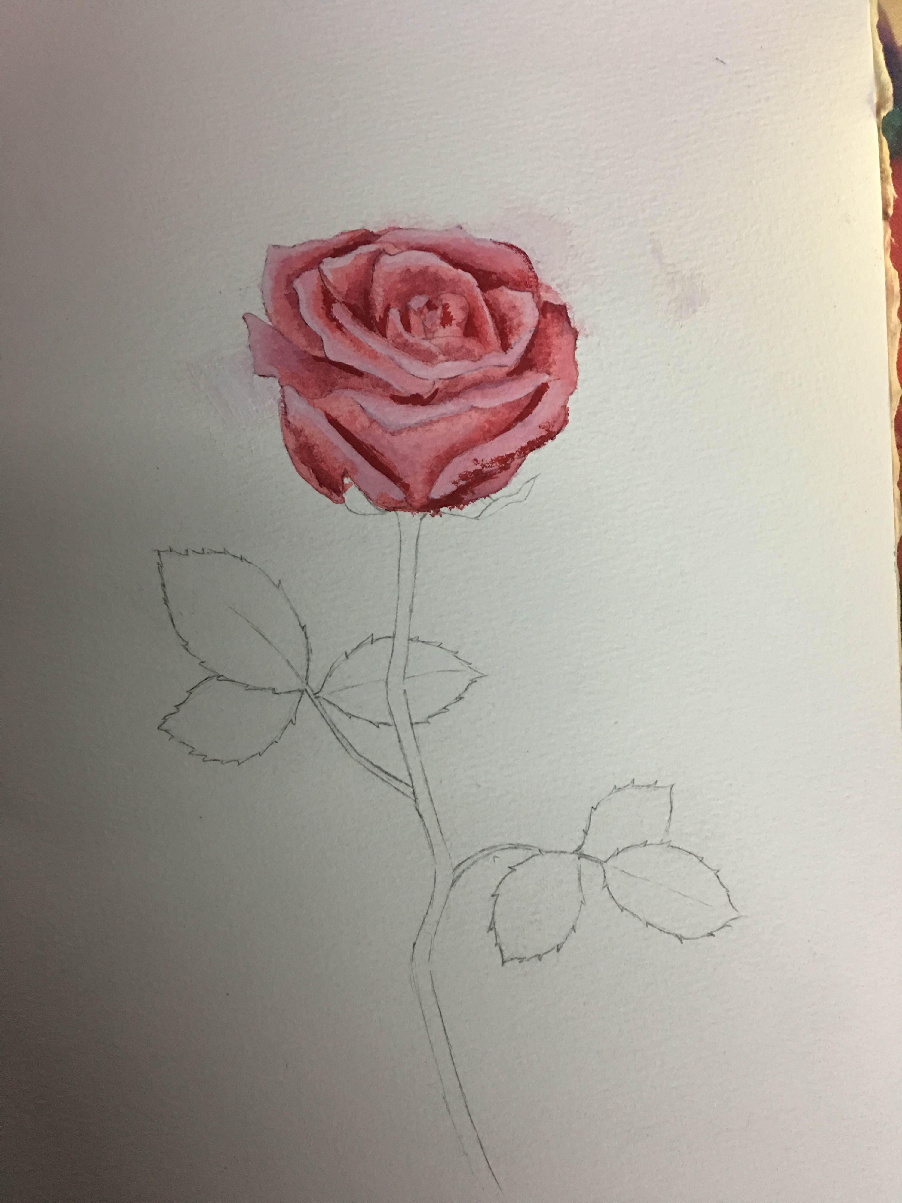 水粉画玫瑰花简单画法玫瑰花的水粉画法