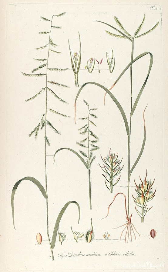 尼古拉斯·约瑟夫·冯·雅克恩的植物图谱