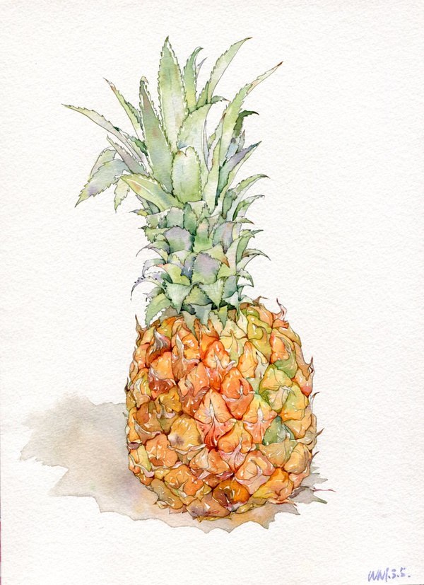温泽小清新水果菠萝手绘水彩画教程 水彩迷