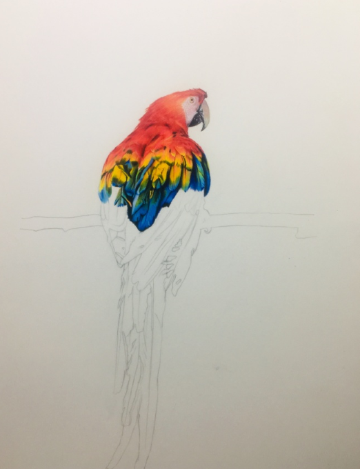 超写实彩色鹦鹉手绘彩铅画
