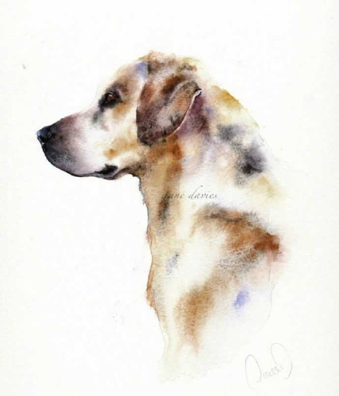 艺术家jane Davies笔下可爱的狗狗动物水彩画作品欣赏 第2页 水彩迷