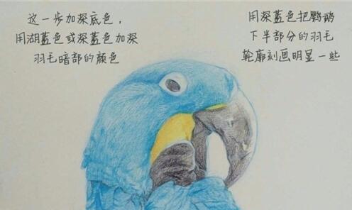 蓝色鹦鹉彩铅画手绘教程