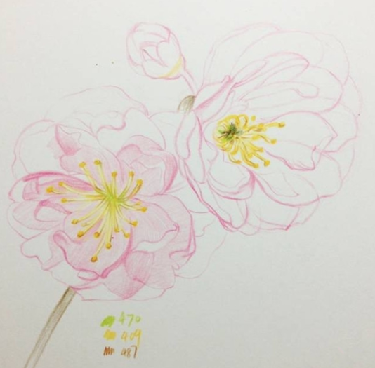 樱花的简笔画 彩铅图片