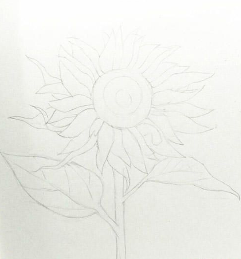 向日葵彩铅画手绘步骤教程图