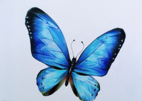 彩铅画蓝色蝴蝶手绘教程步骤图