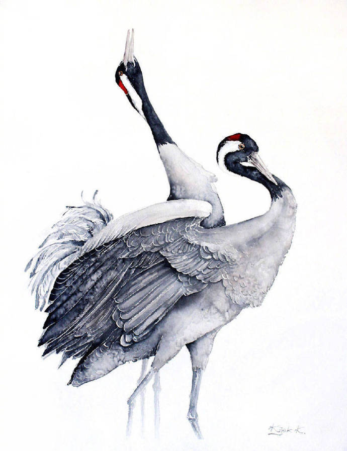 波兰艺术家karolina kijakb鸟类水彩画作品