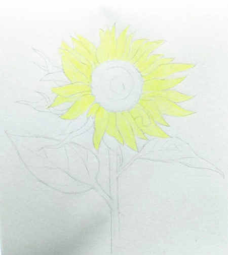向日葵彩铅画手绘教程步骤 - 爱画网