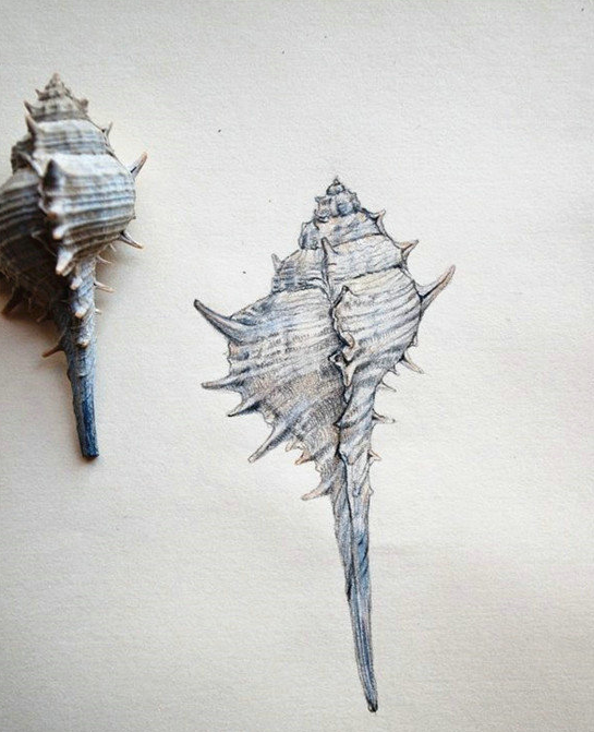 漂亮的海螺彩铅画教程