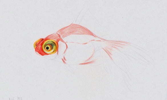 给金鱼的眼睛的部分上色,上色的时候要注意彩铅画的细节部分的绘画