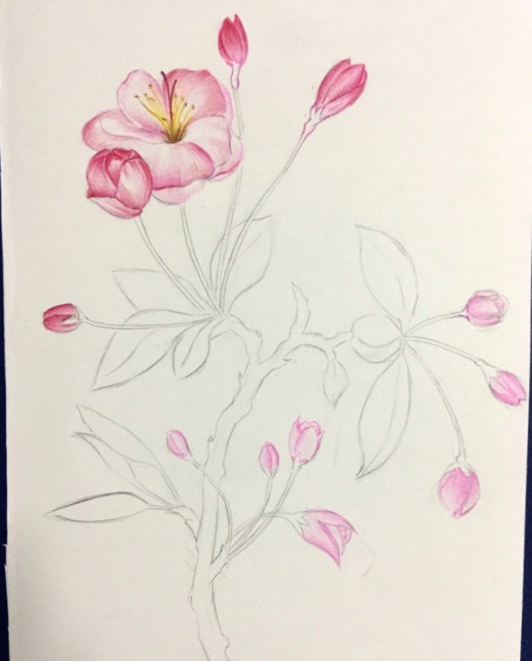 彩铅画海棠花手绘教程步骤图