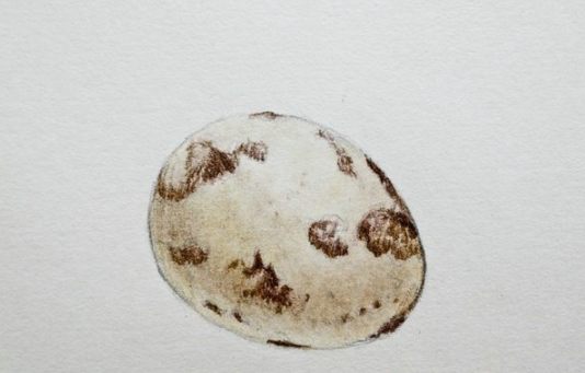 鹌鹑蛋的画法图片