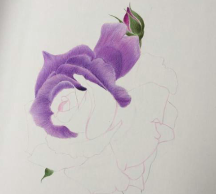 紫色月季花彩铅画教程步骤