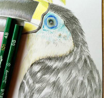 彩铅画大嘴鸟详细绘画步骤教程