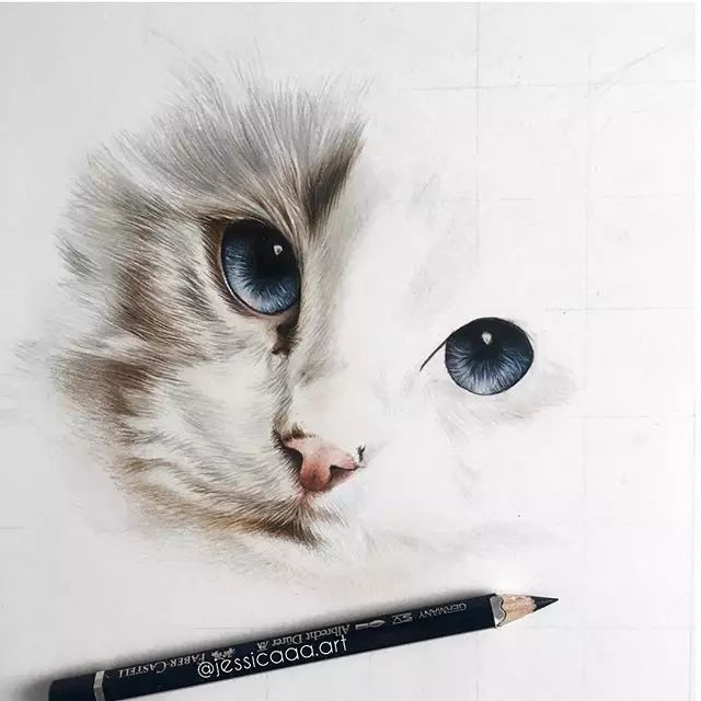 小白零基础彩铅绘画教程 猫咪彩绘