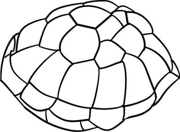 1,乌龟壳凹凸不平游行的海龟简笔画绘画步骤一2,从侧面探出脑袋游行的