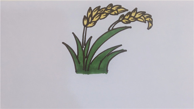 水稻的画法图片
