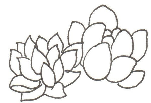 肉穗花序简图画法图片