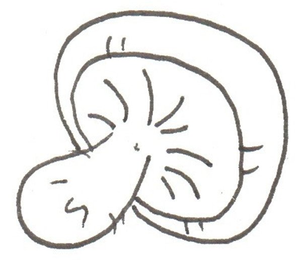 香菇的简笔画怎么画 香菇的简笔画画法