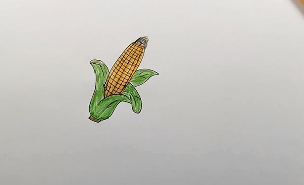 郑州简笔画 大玉米图片