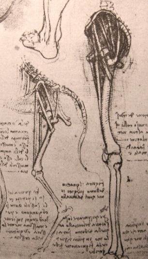 列奥纳多·达·芬奇解剖素描作品大全