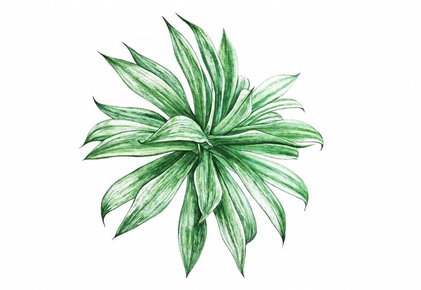 植物彩绘画作图片