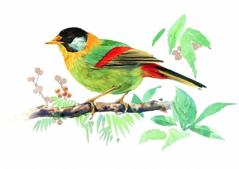 彩绘各种鸟类图片