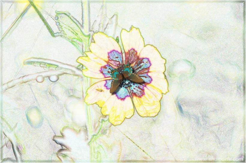 彩色素描-绽放的花卉图片