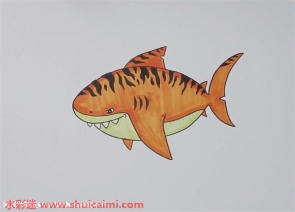 牛鲨简笔画 虎鲨图片