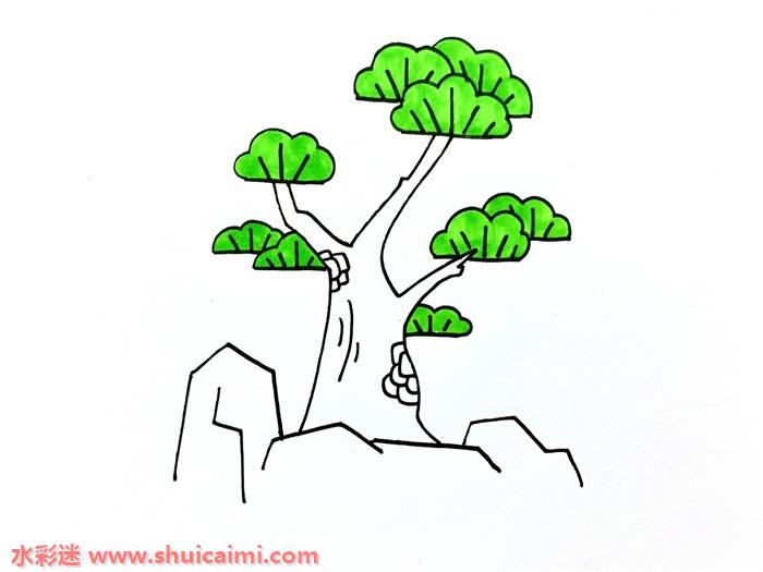 枫树和松柏的简笔画图片
