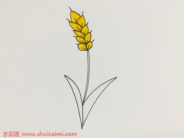 小麦怎么画小麦简笔画简单彩色