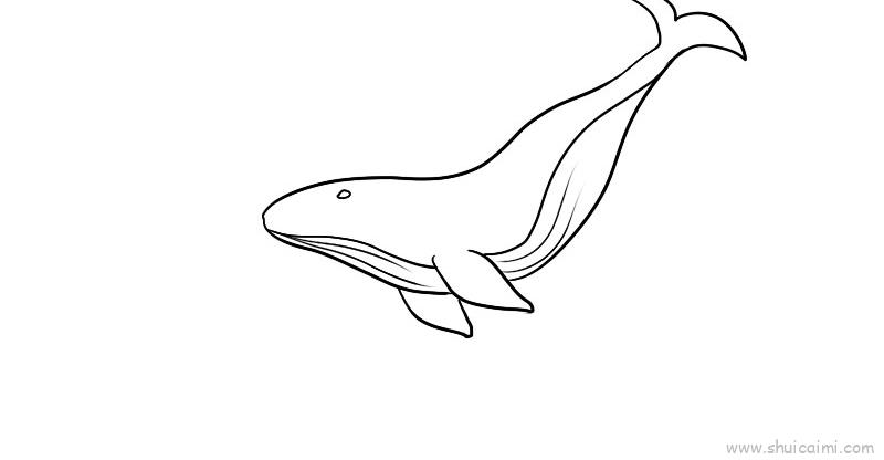座头鲸儿童画怎么画 座头鲸简笔画简单