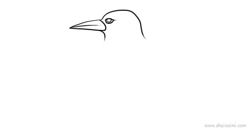 大翡翠极乐鸟简笔画图片