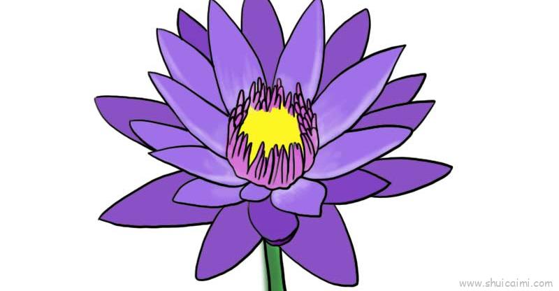 紫色睡莲简笔画图片